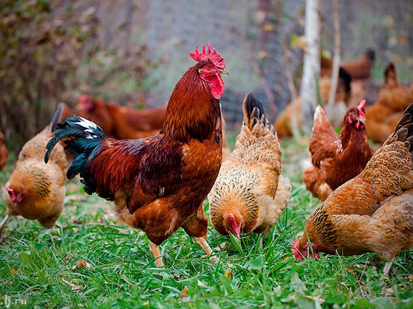 Породы куриц | ЗооТом - продажа, вязка и услуги для животных в Лесозаводске