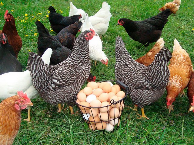 Содержание кур и уход за ними | ЗооТом - продажа, вязка и услуги для животных в Лесозаводске
