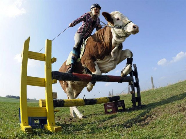 Статьи о коровах в Лесозаводске | ЗооТом портал о животных