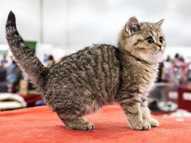 Породы кошек в Лесозаводске | ЗооТом портал о животных