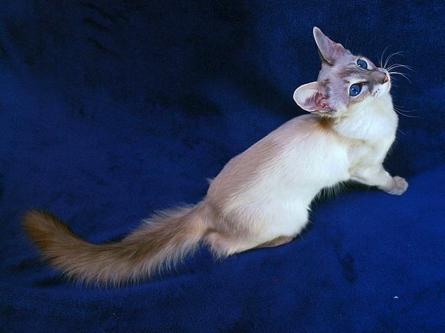 Выведенные породы кошек в Лесозаводске | ЗооТом портал о животных