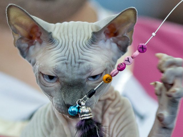 Выставки кошек в Лесозаводске | ЗооТом портал о животных