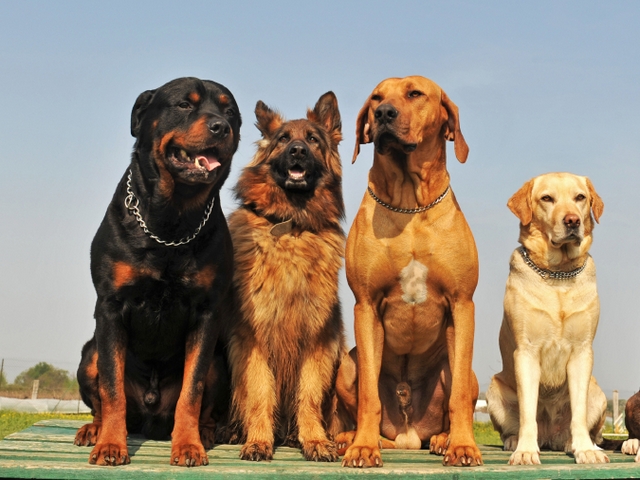 Крупные породы собак в Лесозаводске | ЗооТом портал о животных