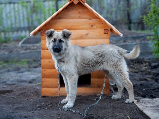 Все о собаках в Лесозаводске